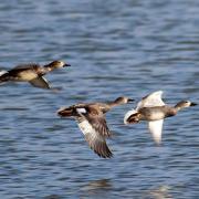 Canard chipeau andy vernon